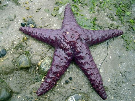 Itap A A Star At Low Tide Itookapicture