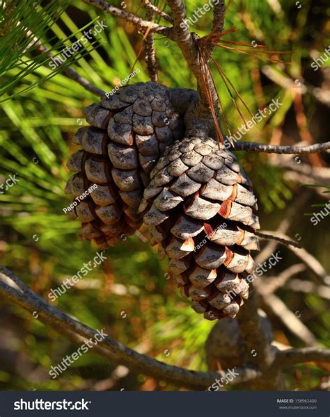 Dry Fruits Of Pinus Pinea On Branch Stock Photo 158962400 Shutterstock