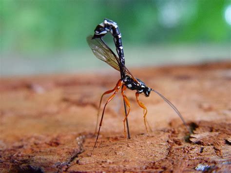 Honey Bee And Wasp Ichneumon Wasp Megarhyssa Macrurus