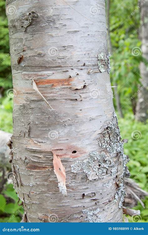 Close Up Of Birch Tree Bark Stock Image Image Of Natural White 98598899