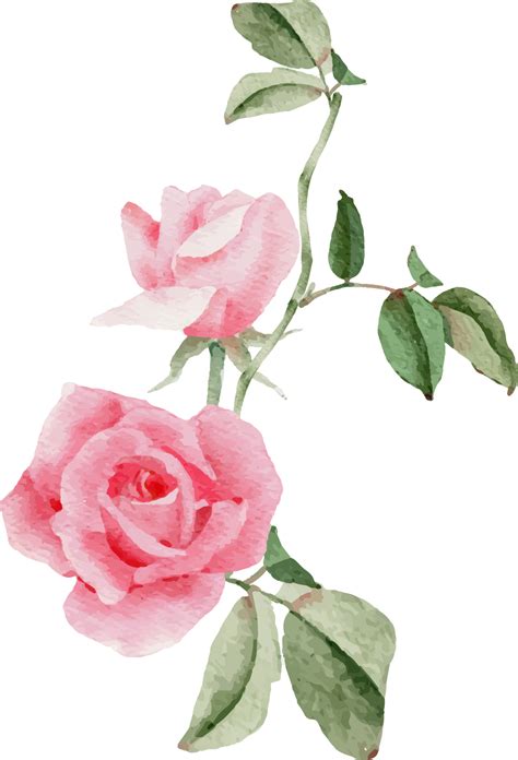 Watercolor Pink Rose Flower Bouquet For Valentines Day 17229405 Png