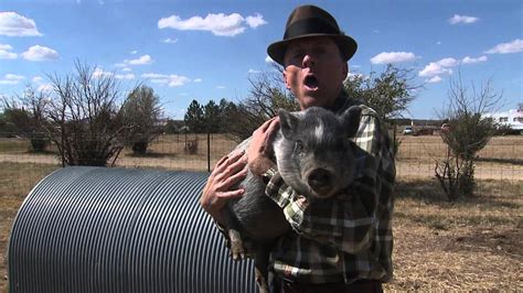 Colorado Pig Rescued Youtube