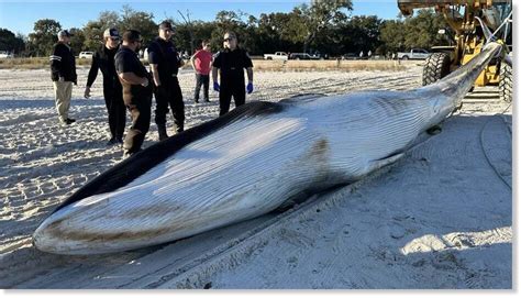 State Federal Scientists Begin Examining Dead Fin Whale Found In Pass