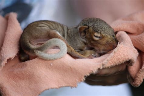 Baby Gray Squirrel By Janara Hoppock