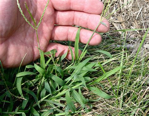 Divide Perennials Test Soil Stop Crabgrass This Week In The Garden