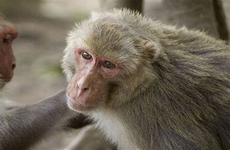 एक बंदर बना मुसीबत 4 घंटे तक गुल कर दी पूरे देश की बिजली Monkey In