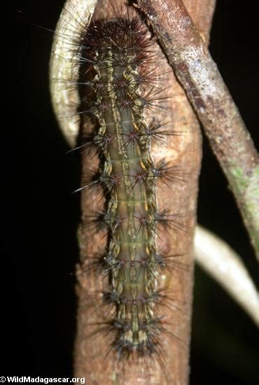 Picture Arctiidae Caterpillar