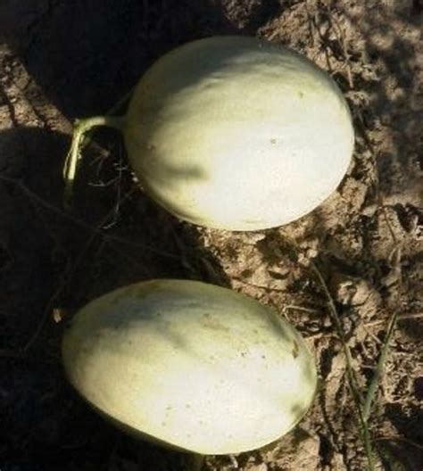 Honeydew Green Flesh Melon John Scheepers Kitchen Garden Seeds