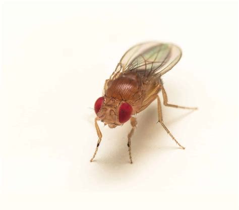 How To Get Rid Of Fruit Flies Fruit Fly Extermination Toronto