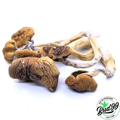 Malabar Magic Mushrooms Bud99
