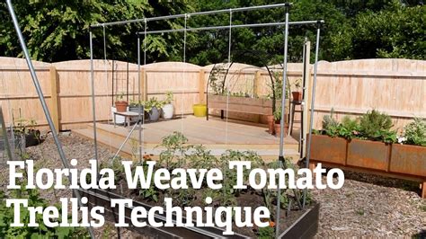 Florida Weave Tomato Trellis Technique Youtube