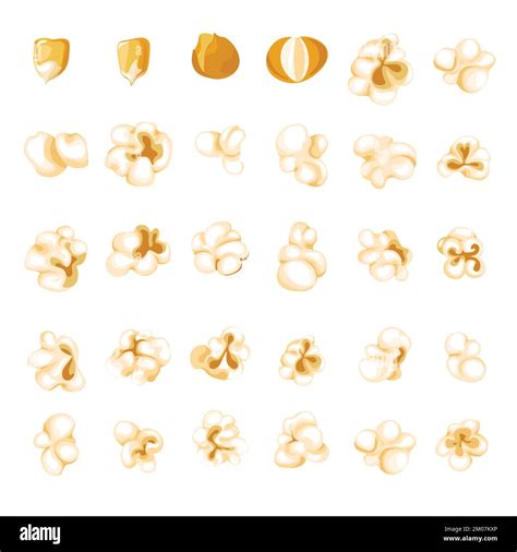Popcorn Kernel Types And Process Of Popping Vector Stock Vector Image