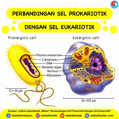 Perbandingan Sel Prokariotik Dengan Sel Eukariotik