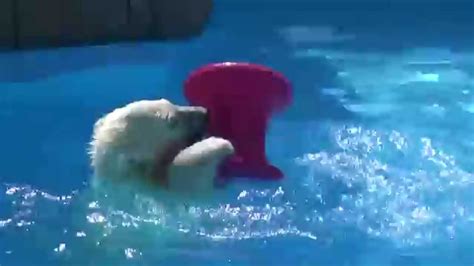 The 6 Month Old Polar Bear Cub At Sapporo Maruyama Zoo Japan Plays In