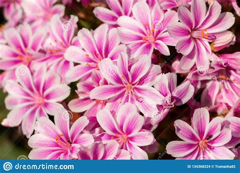 Beautiful Pink Flowers For Spring Background Stock Photo Image Of