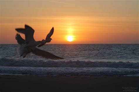 Gulls Flying Off Into Sunrise Photograph By Robert Banach Fine Art