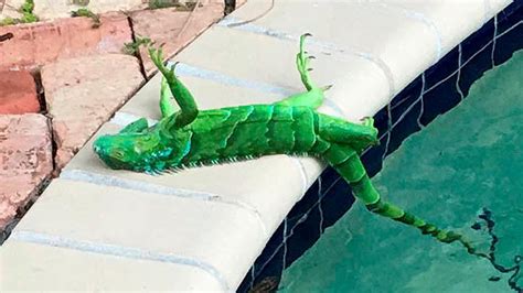 The Cold Is Causing Frozen Iguanas To Fall From Trees In Florida