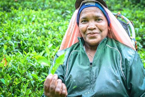 Tripadvisor Taste Of Ceylon Tea Ingiriya Tea And Rubber Plantation