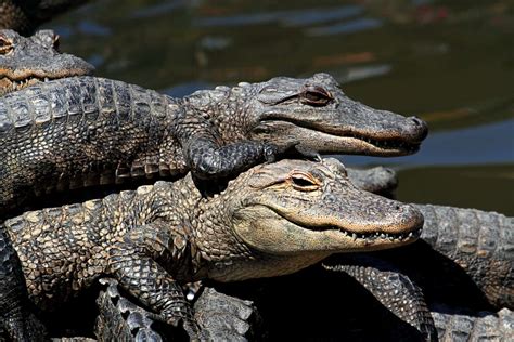 10 Eye Opening Facts About How Fast Alligators Can Run