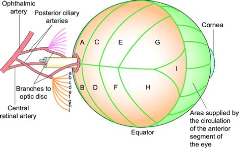 Schematic Representation Of Posterior Retinal Circulation Parts Of The