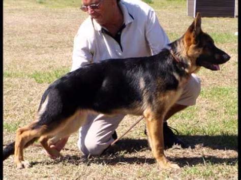 So, how long does it take to potty train a german shepherd puppy? How To Potty Train A German Shepherd Puppy - 3 Things You ...