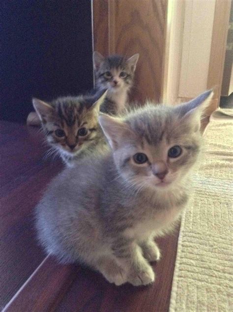 cuteness overload : cats