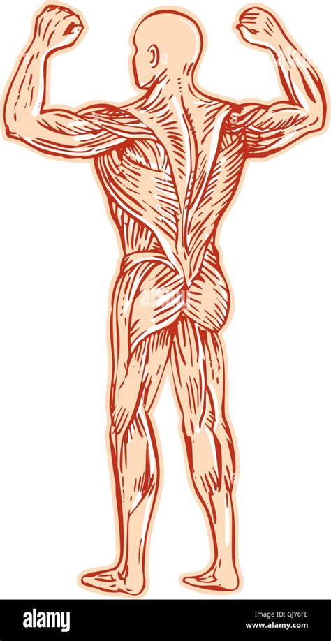 Human Muscular System Anatomy Etching Stock Vector Image And Art Alamy
