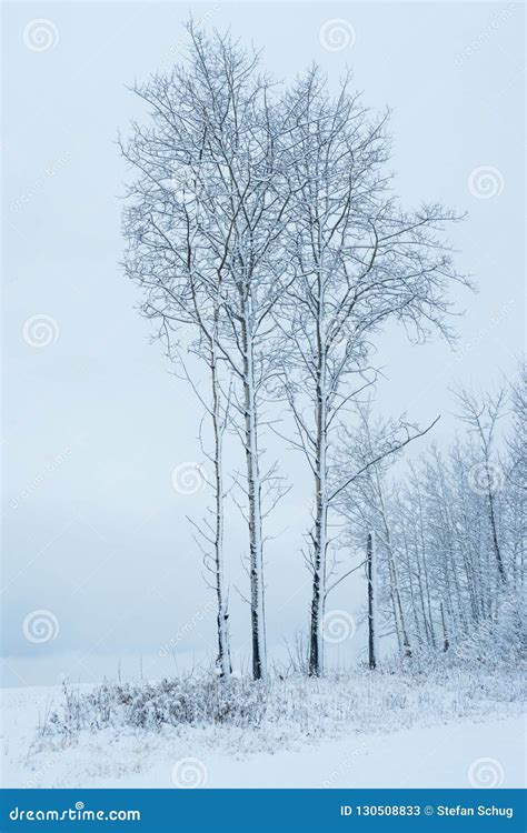 Aspen Trees First Snow Stock Image Image Of Salix 130508833