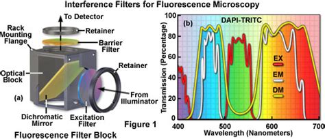 Fluorescence Interference Filters For Fluorescence Microscopy 奥林巴斯生物显微镜