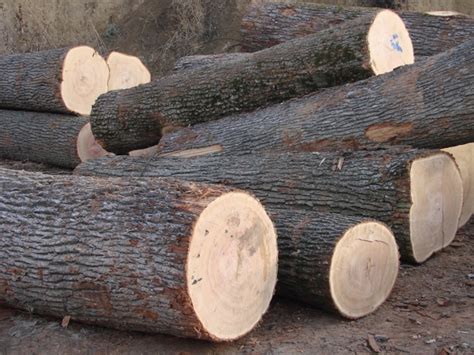 Offer European Beech Oak Spruce Pine Birch Teak Logs And Lumber