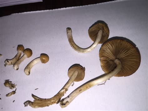 Kansas Mushrooms Id Request Mushroom Hunting And
