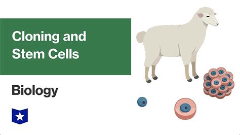 Cloning And Stem Cells Biology Youtube