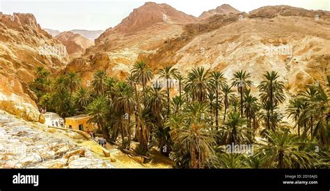 Mountain Oasis Chebika In Sahara Desert Tunisia Stock Photo Alamy