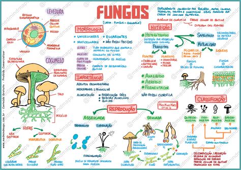 Biologia Fungos Med Mind Maps