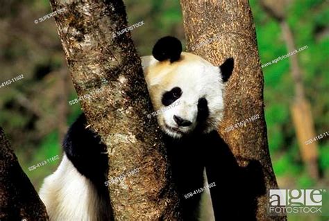 China Sichuan Province Wolong Panda Reserve Giant Panda Ailuropoda