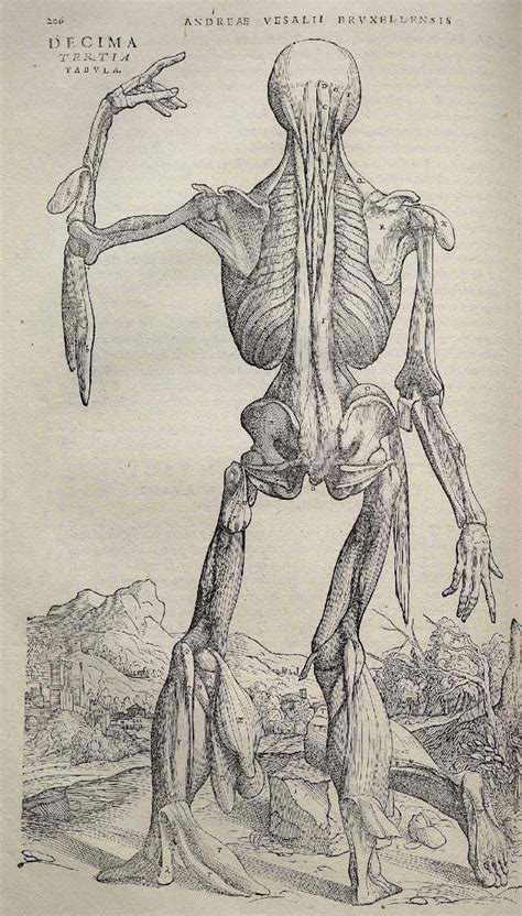 The Renaissance Anatomist Who Celebrated The Beauty Of Flayed Flesh