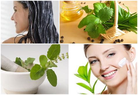 Benefits Of Using Basil For Skin And Hair Inlifehealthcare