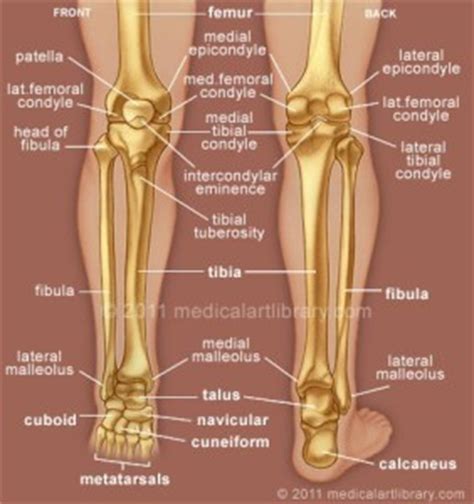 Master leg and knee anatomy using our topic page. Physical Therapy Update - Slow and Steady