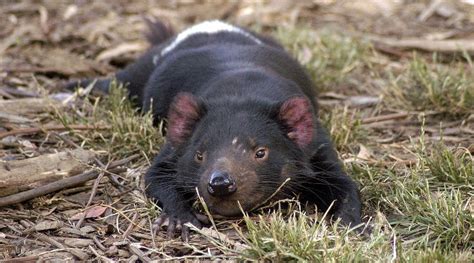 De un lado es el mayor marsupial (animal con cesto en la tripa) carnívoro que existe. Datos interesantes sobre el demonio de Tasmania