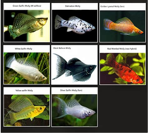 Meskipun berada di tempat yang berbeda. Mari Mengenal ikan Molly