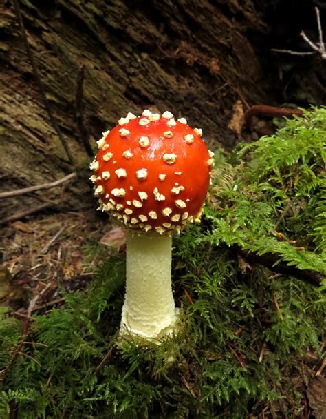 Wild Mushrooms Of The Pacific Northwest Kitsap Peninsula Mycological