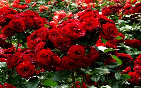 Red Rose Garden Wallpapers Wallpaper Cave