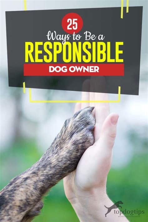 25 Ways To Be A Responsible Dog Owner A New Owners Starter Guide