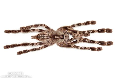 Indian Ornamental Tarantula Poecilotheria Regalis Alex Hyde