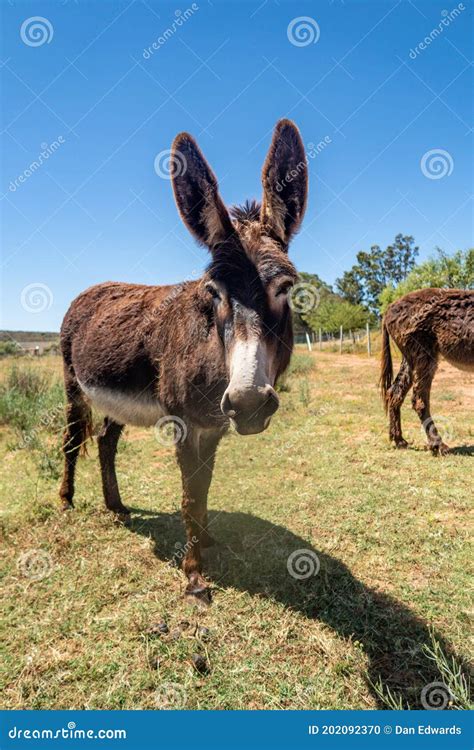 Brown Donkey In A Field Stock Photo Image Of Vibrant 202092370