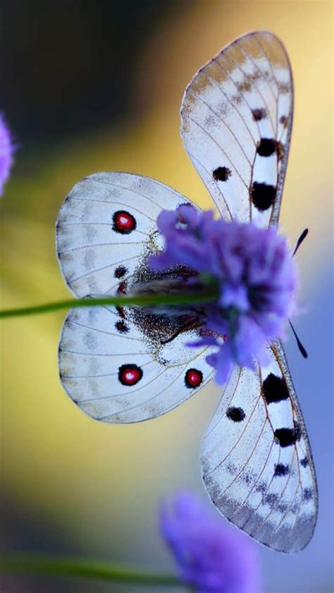 50 Beautiful Pictures Of Flowers And Butterflies