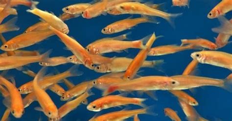 Rosy Red Minnow Care Guide Breeding Tank Size And Disease