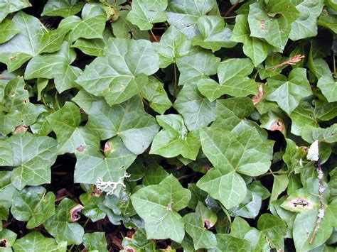 English Ivy Identification And Control Hedera Helix King County