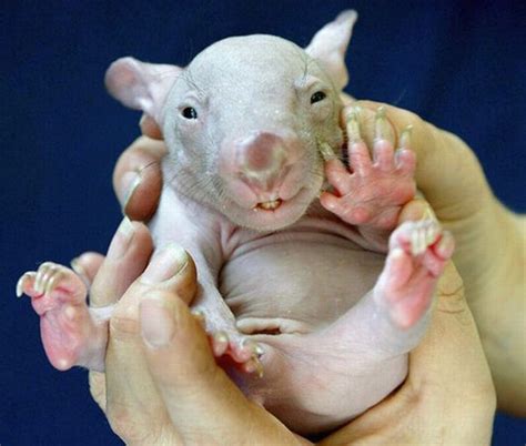 47 Best Images About Animals So Ugly Theyre Cute On