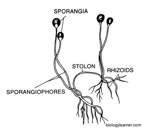 Rhizopus Fungi Diagram